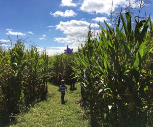 Fall day trips from NYC: The Amazing Maize Maze