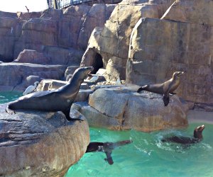 When Are All the Theme Parks Reopening: See sea lions at Sea World