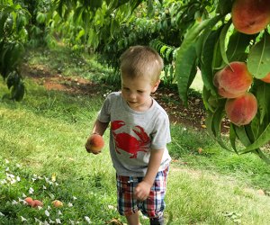 Summer day trips from NYC peach picking at Alstede Farms