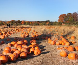 Pumpkin patches near NYC: Wilkens Fruit & Fir Farm