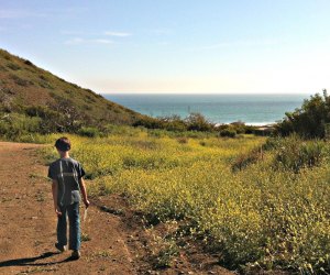 Spring Wildflower Hikes: Ocean vistas and beautiful flowers in the Santa Monica Mountains