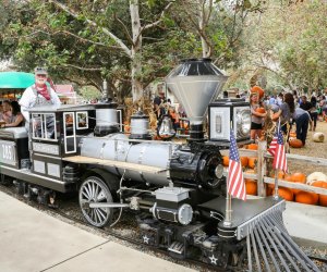Weekday Picks: Sea Otters, Paw Patrol Live, Movies, & Pumpkins