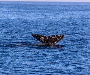 How about a whale of a birthday adventure on a whale watching cruise?