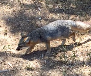 The little island fox is native to the Channel Islands.