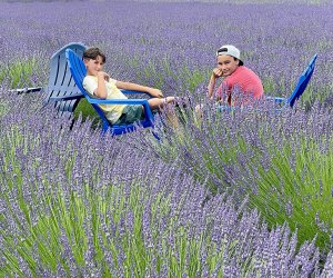 In early summer, Lavender By the Bay lends a regal hue to the normally green North Fork of Long Island.