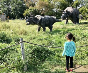 Romp with the triceratops and other dinos at Field Station: Dinosaurs in Leonia. Photo by Janet Bloom