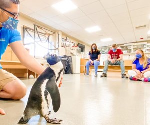 Jenkinson's Aquarium penguin show New Jersey Boarawalks