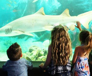 kids look at sharks at Jenkinson's Aquarium. 