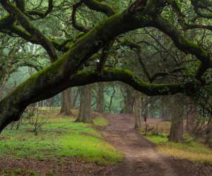 Best Things To Do in Oakland with Kids: Joaquin Miller Park