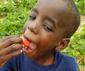 Enjoy fresh-picked berries during your strawberry picking visit to Johnson's Corner Farm