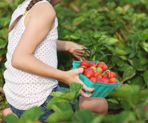 Johnson's Corner farms. girl with a basket of strawberries