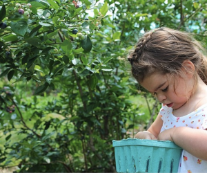 Blueberry picking at Jones Family Farms.