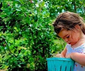Photo of a young girl with berries at a pick your own farm in CT.