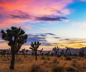 Visit Joshua Tree National Park on one of the free admission days!