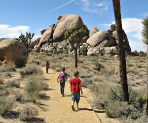 does joshua tree allow dogs