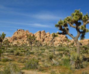 Road Trips from Los Angeles for Families: Joshua Tree National Park