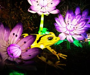 The Bronx Zoo's imaginative Holiday Lights debut before Thanksgiving. Photo by Julie Larsen Maher