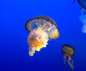 New York Aquarium Reopens with Spineless Exhibit