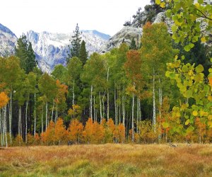  Fall Foliage near Los Angeles: the Aspens by June Lake