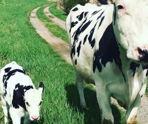 See dairy cows at Kelder's Farm