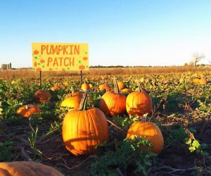 Pumpkin picking is a firm fall favorite. Photo courtesy of Keller's Farmstand