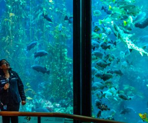Best day trips from San Francisco: Monterey Bay Aquarium