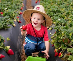 Strawberry Picking Near Los Angeles: Kenny's Strawberry Farm