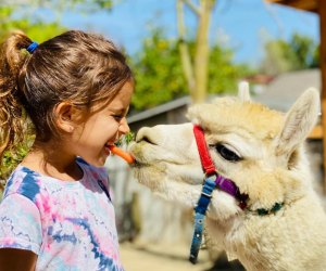 Visit the rescue animals at Kfar Saba Urban Farm. Photo by Limor Ness