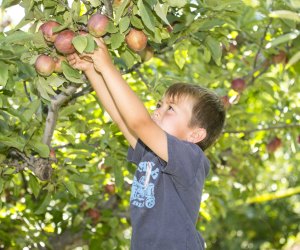 Image of a child stretching to pick apples off a tree.