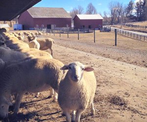 Farm stays near NYC: Kinderhook Farm