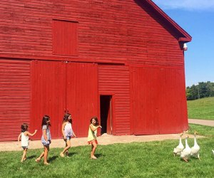 kids near a barn with geese