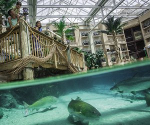 Nab a Gaylord Palms Resort Guess Pass and spend the day enjoying the water park, dining options, and other amenities. Photo courtesy of Marriott Gaylord Palms 
