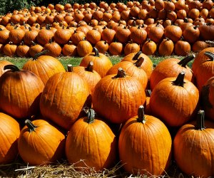 Best Pumpkin Patches for Kids Near Chicago Gorgeous pumpkins await at Kroll’s Fall Harvest Farm. Photo courtesy of Tyler and Dylan Kroll