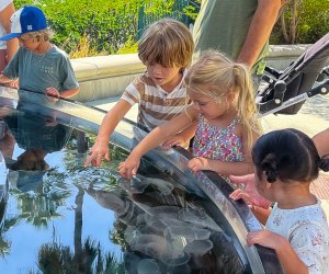 The Aquarium of the Pacific in Long Beach: What Makes LA's Biggest Aquarium So Spectacular