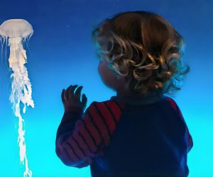 Kids will love admiring all the sea creatures at the Aquarium of the Pacific. Photo by Kylie Williams