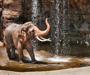 Meet the elephants at the LA Zoo. Photo by Jamie Pham