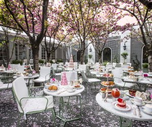 Laudree Backyard dining with beautiful trees