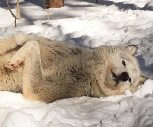 Adirondack Wildlife Refuge white wolf in snow Things to Do in Lake Placid on a Winter Vacation