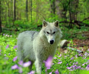 a wolf at the Lakota Preserve in spring