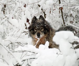 See the snow-covered wolves outdoors at the Lakota Wolf Preserve