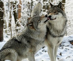 Winter day trips from NYC: Lakota Wolf Preserve