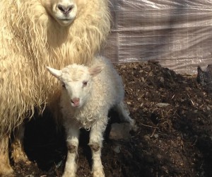 Head out this spring and see baby farm animals in Connecticut!