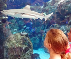 Things To Do in Vegas with Kids: Shark Reef Aquarium