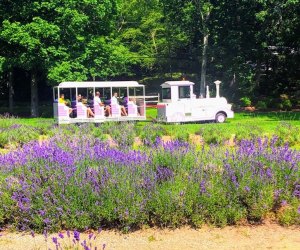 14 Free Fun Things to Do in August with Connecticut Kids