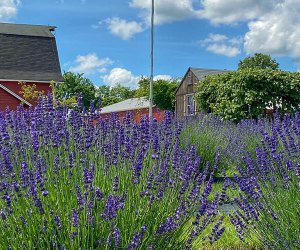 Lavender Essential Oil - Hope Hill Lavender Farm, Pennsylvania