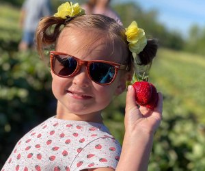 girl in sunglasses holding a strawberry an a farm