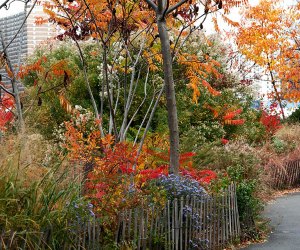 Head to Brooklyn Bridge Park to see vibrant fall colors and hit the playgrounds.