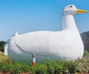 The Big Duck greets visitors to Long Island for fun photo-ops and duck-themed goodies in its gift shop. Photo by Gina Massaro