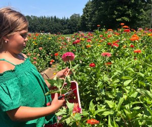 Find beautiful blooms with a fun outing to the top pick-your-own flower farms near Boston! 