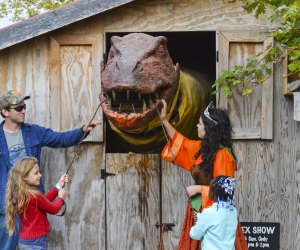 Beware of P. Rex, the Pumpkin-Eating Dino! Photo courtesy of Great Country Farms